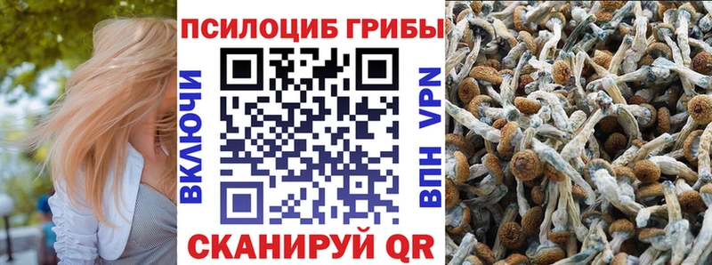 наркотики  Кемь  Галлюциногенные грибы Psilocybine cubensis 
